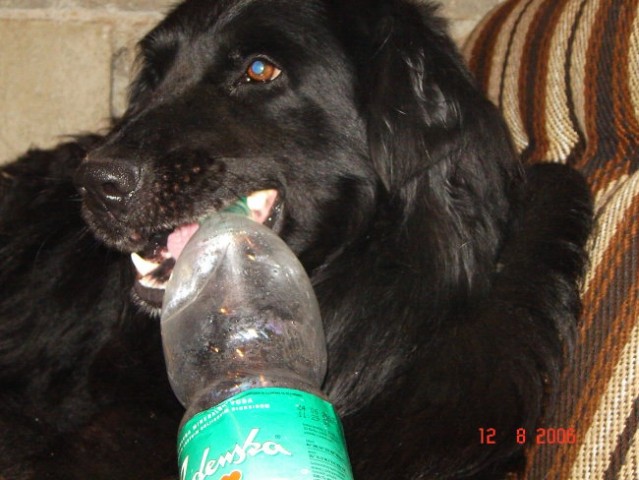 Bobi - foto