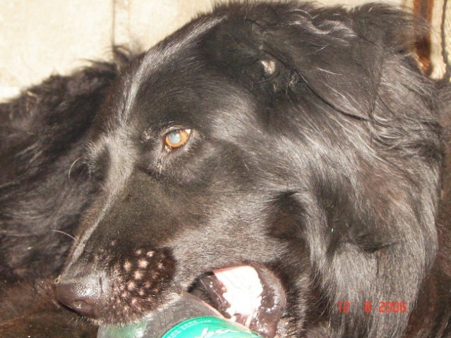 Bobi - foto
