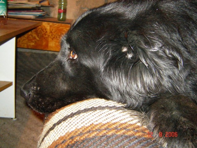 Bobi - foto
