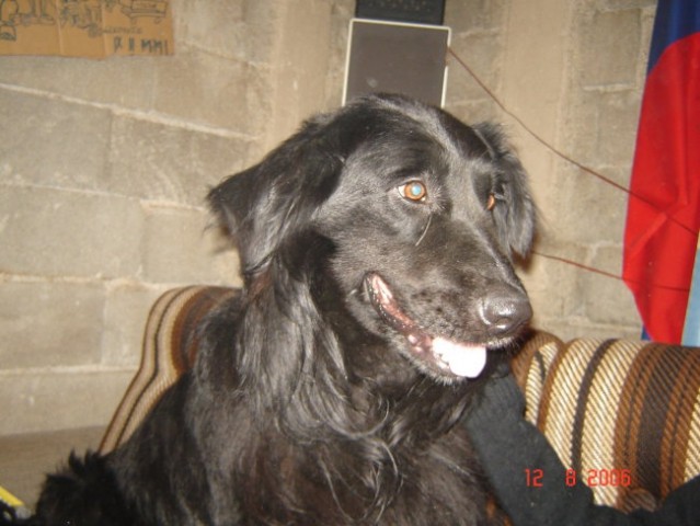 Bobi - foto