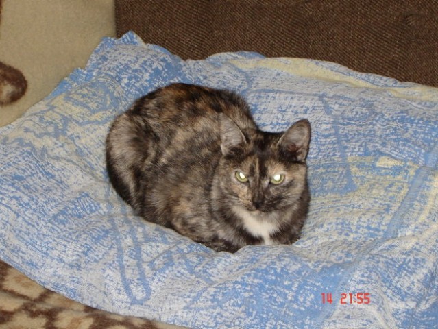 Lili - foto