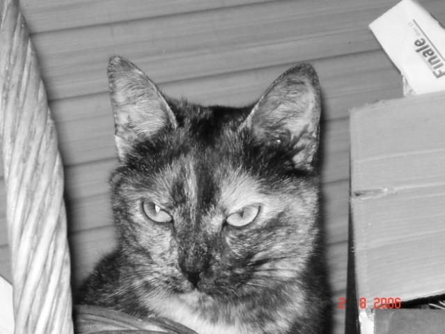 Lili - foto