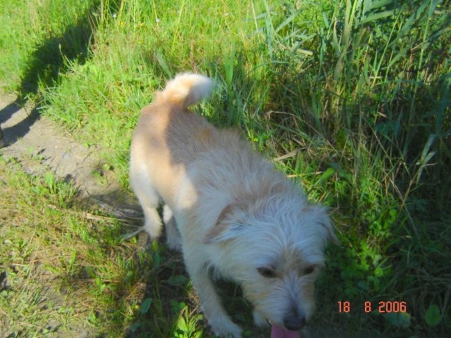 Brezje, 18.8.06 - foto povečava