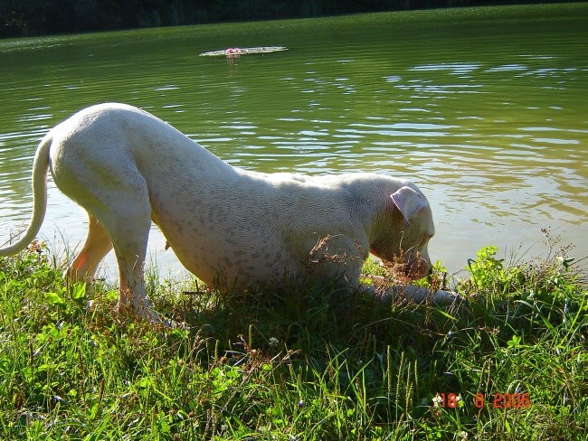 Brezje, 18.8.06 - foto povečava