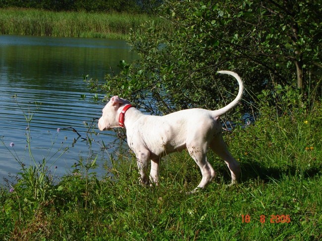 Brezje, 18.8.06 - foto povečava