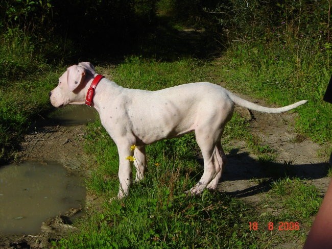 Brezje, 18.8.06 - foto povečava