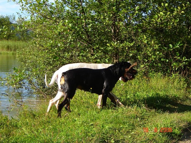 Brezje, 18.8.06 - foto povečava