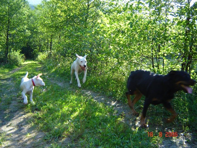 Brezje, 18.8.06 - foto povečava