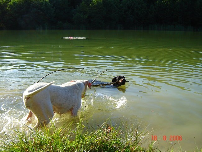 Brezje, 18.8.06 - foto povečava