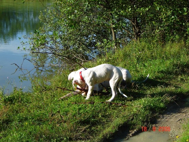 Brezje, 18.8.06 - foto povečava