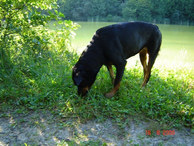 Brezje, 18.8.06 - foto povečava