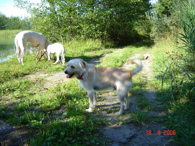 Brezje, 18.8.06 - foto povečava