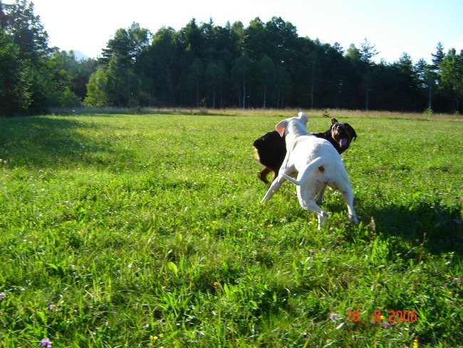 Brezje, 18.8.06 - foto povečava