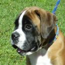 Tay ~ 3,5 meseca