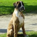 Tay ~ 3,5 meseca