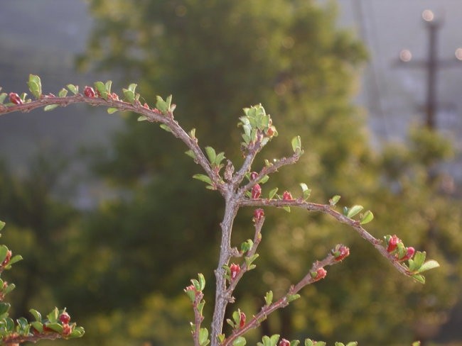 Nature - foto povečava