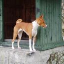 BASENJI-AYANA