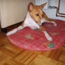 http://basenji.mojforum.si