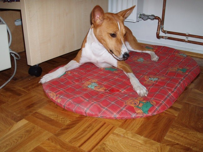 http://basenji.mojforum.si