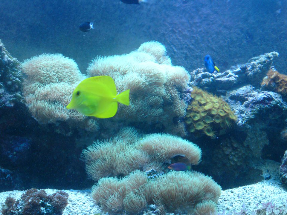 Morski akvarij 720 l - foto povečava