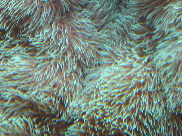 Morski akvarij 720 l - foto