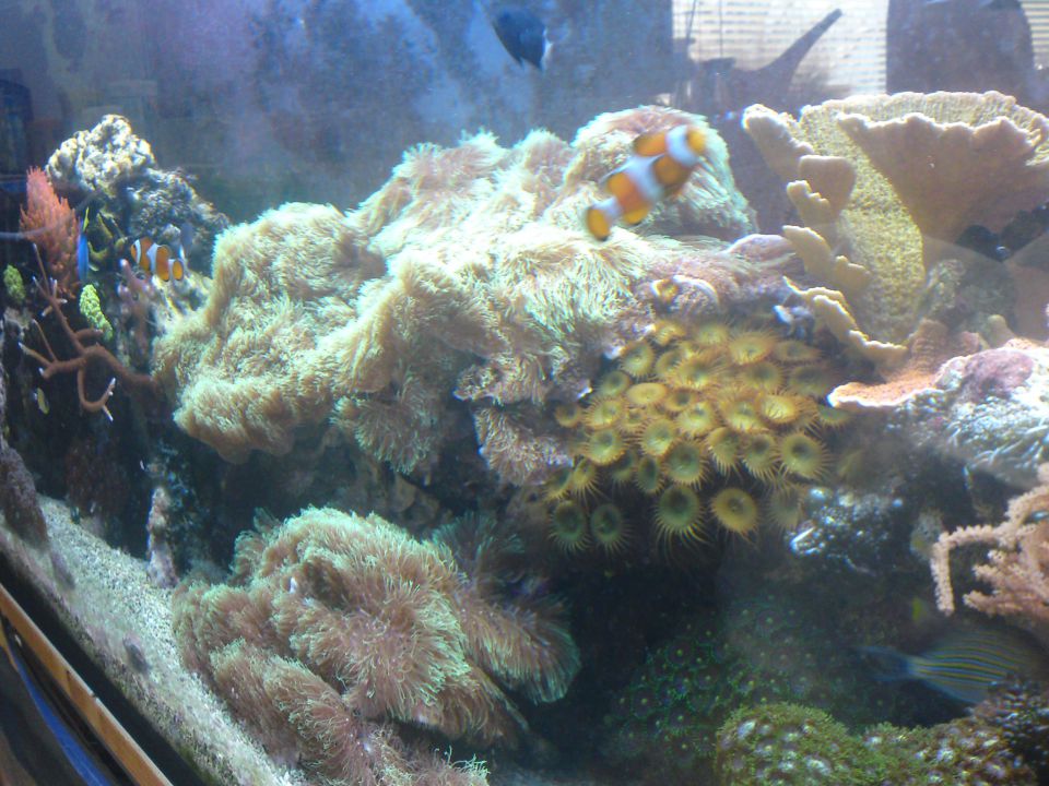 Morski akvarij 720 l - foto povečava