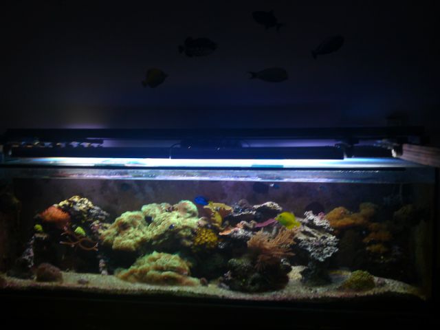 Morski akvarij 720 l - foto
