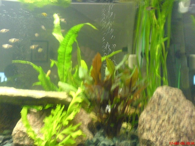 Nov akvarij - foto povečava