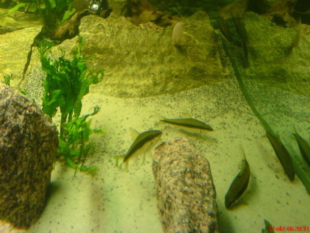 Nov akvarij - foto
