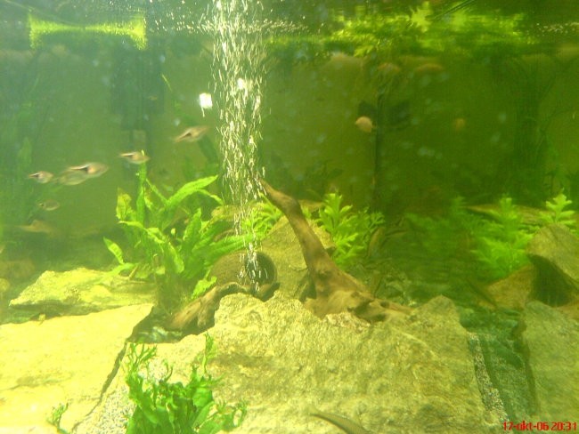 Nov akvarij - foto povečava