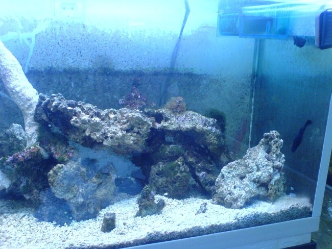 Morski akvarij - foto povečava