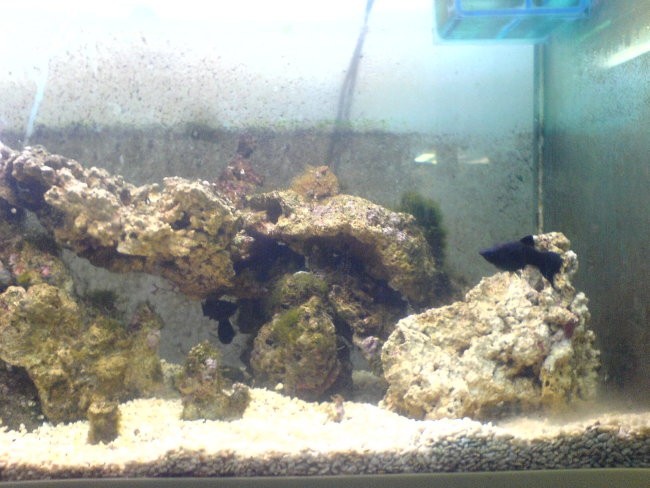 Morski akvarij - foto povečava