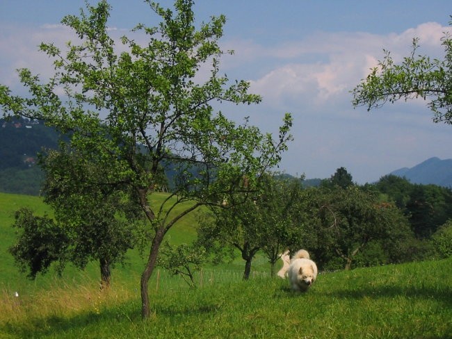 Medo - foto povečava