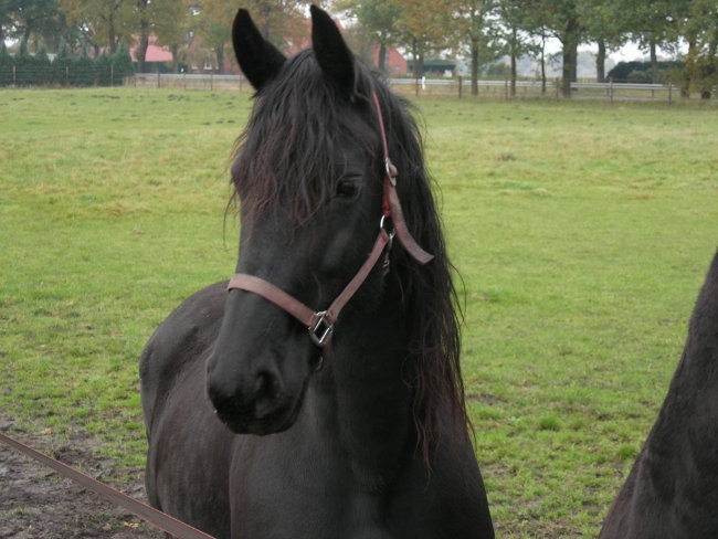 Freda- prvič - foto povečava