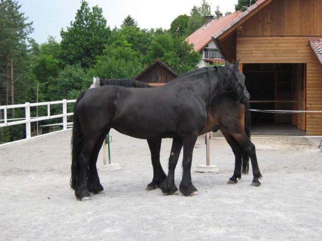 Fredau in Don - foto