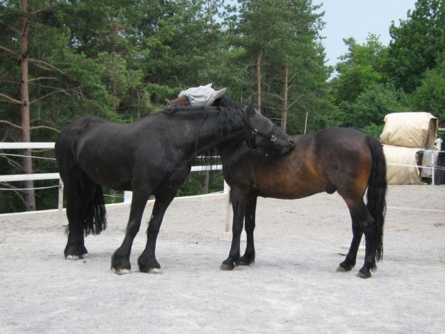 Fredau in Don - foto