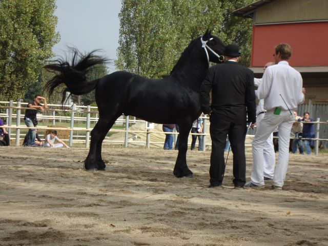 Ocenjevanje Frizijcev - foto