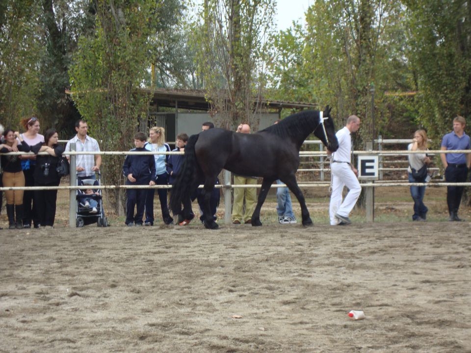 Ocenjevanje Frizijcev - foto povečava