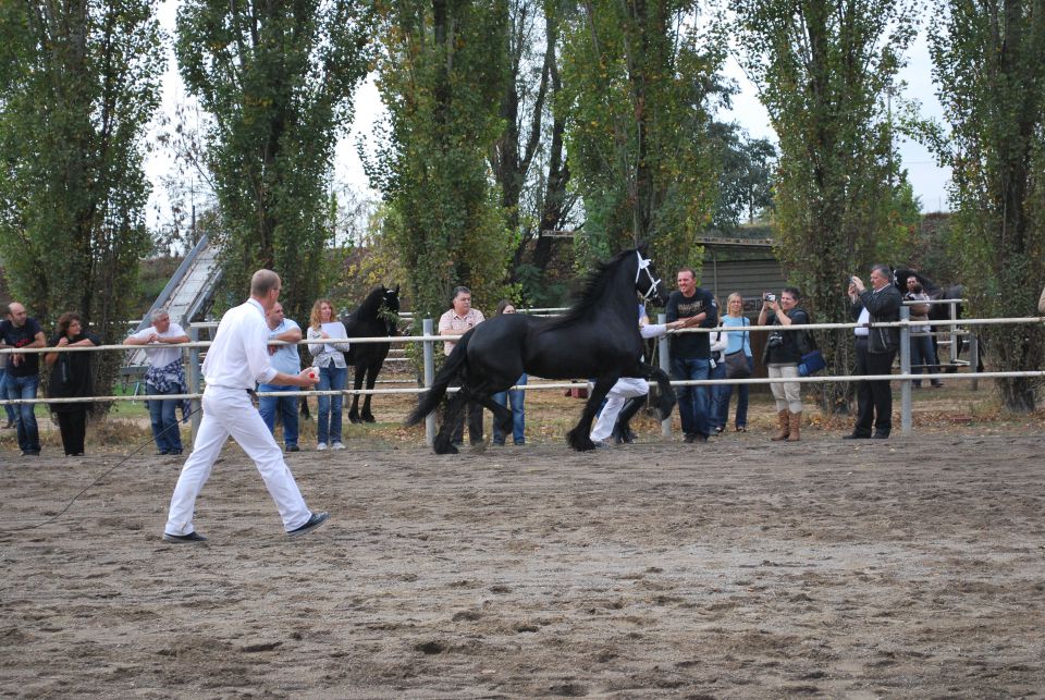 Ocenjevanje Frizijcev - foto povečava