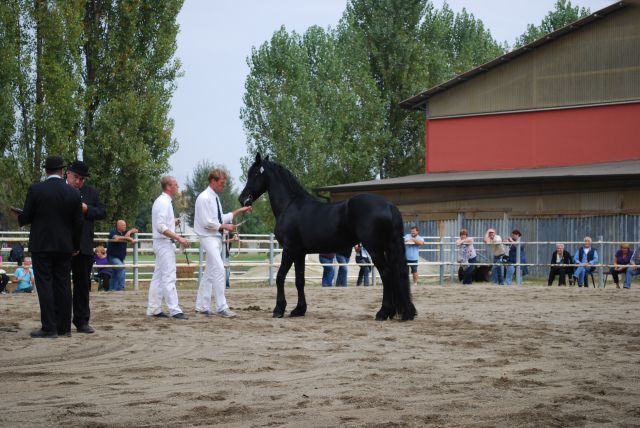 Ocenjevanje Frizijcev - foto