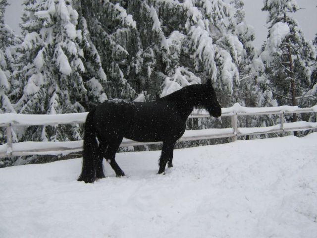 Fredau na snegu 9.1.2010 - foto