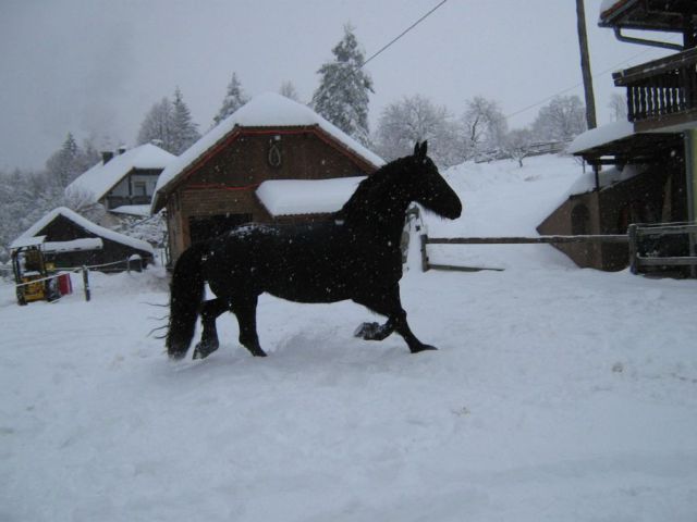 Fredau na snegu 9.1.2010 - foto