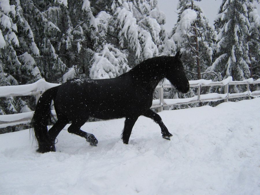 Fredau na snegu 9.1.2010 - foto povečava