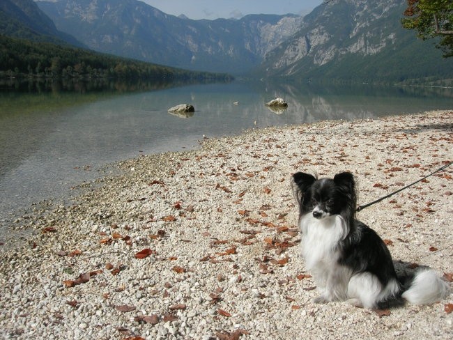 Bohinj poletje 2006 - foto povečava