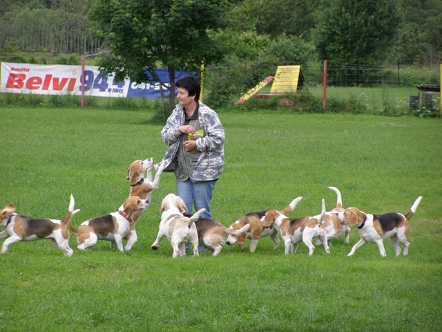 Beagli Hrušica - foto