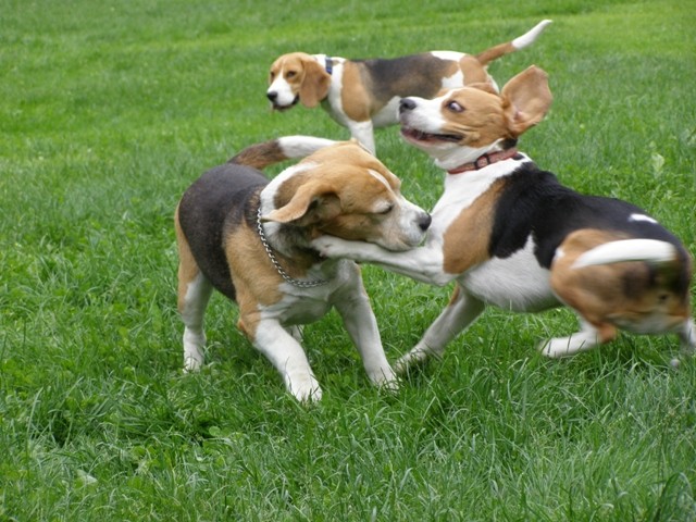 Beagli Hrušica - foto