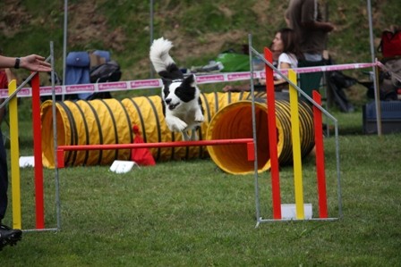 Agility Železniki  - foto