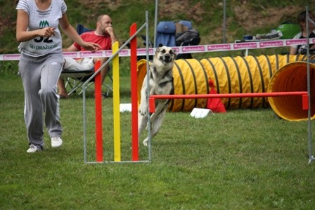 Agility Železniki  - foto