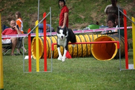 Agility Železniki  - foto