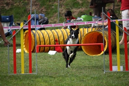 Agility Železniki  - foto